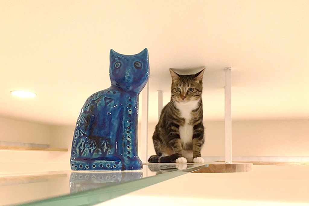 愛するペットともっと快適に 人にも動物にも優しいリノベーション術