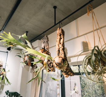 アイアンから植物を吊るす